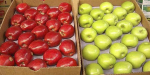 Perú suspende la importación de manzanas chilenas y carozos debido al riesgo de la plaga Grapholita molesta