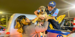 ¡Serenos al rescate! Dos perritos desnutridos salvan la vida gracias a la intervención oportuna