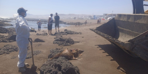 Boca del Rio: Rescatan cuerpo de lobo marino varado en playa Las Conchitas