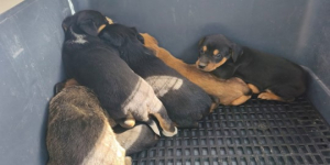 Contra el maltrato: Rescatan a siete cachorros abandonados en la avenida Zarumilla y lanzan campaña de adopción