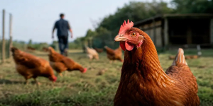 Alerta sanitaria: Senasa aclara el verdadero riesgo del consumo de pollo y huevo ante casos de influenza aviar en el Perú